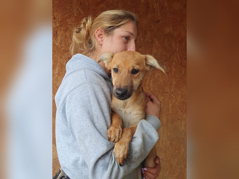 ♥DAISY♥ ab 15. Nov auf Pflegestelle bei Köln-total verschmustes,verspieltes Hundekind 38cm (wachsend ♥DAISY♥ ab 15. Nov auf Pflegestelle bei Köln-total verschmustes,verspieltes Hundekind 38cm (wachsend