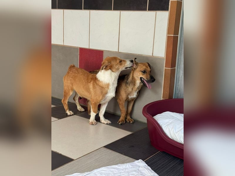 ♥JIMMY♥ auf Pflegestelle bei Duisburg - bezaubernder, verschmuster Junior 39 cm ♥JIMMY♥ auf Pflegestelle bei Duisburg - bezaubernder, verschmuster Junior 39 cm