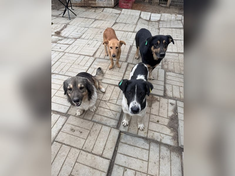 ♥PAULE♥ hübscher, charmanter, verschmuster, offener und selbstbewusster kleiner Rüde 38 cm ♥PAULE♥ hübscher, charmanter, verschmuster, offener und selbstbewusster kleiner Rüde 38 cm