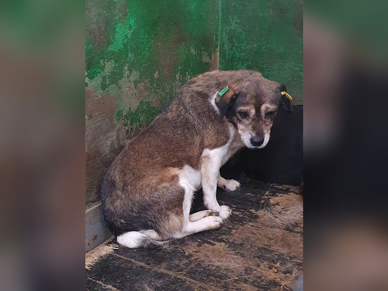 ♥KAYA♥ zarte, kleine,ruhige ältere Hundedame,die von ihrem Besitzer im Tierheim abgegeben wurde 39cm
