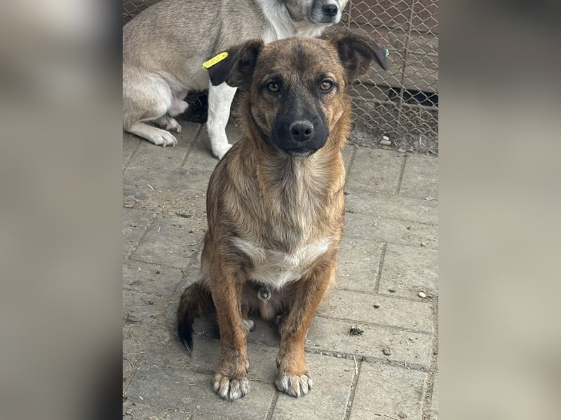 ♥PACO♥ neu auf Pflegestelle bei Köln - süßer, aufgeschlossener kleiner Jungrüde 39 cm