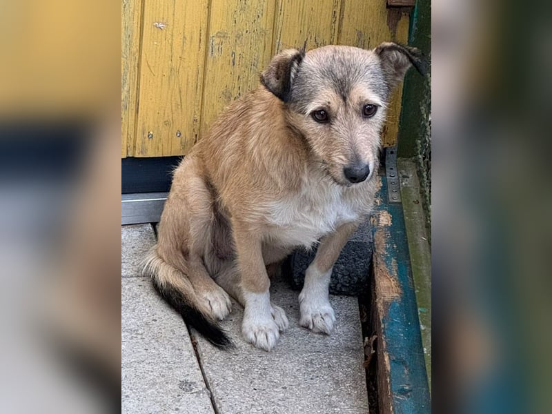 ♥PEPPI♥ neu auf Pflegestelle in Köln - niedliche, zarte, noch unsichere kleine Maus 37cm