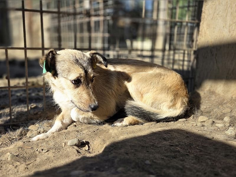 ♥PEPPI♥ neu auf Pflegestelle in Köln - süße, zarte, noch unsichere kleine Maus 37 cm