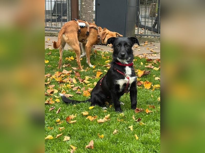 ♥PÜPPI♥ auf Pflegestelle bei Duisburg - verspielte, sanfte Schönheit 32 cm (wachsend)