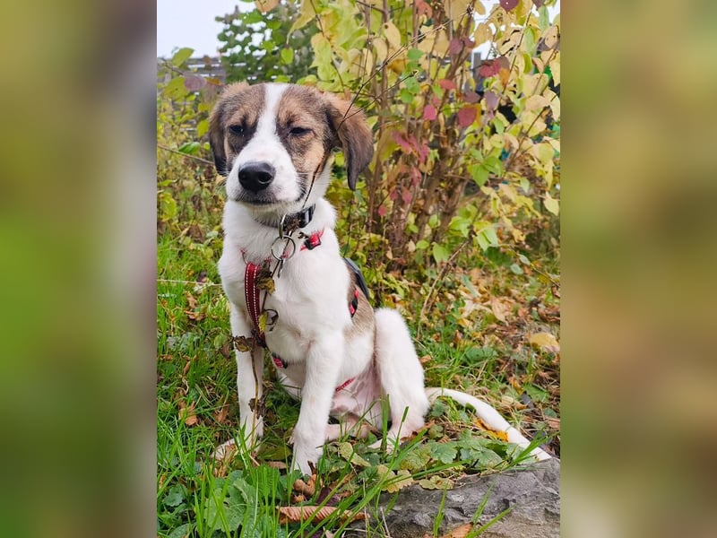♥JONNY♥ neu auf Pflegestelle bei Köln - bezaubernder, sehr lieber kleiner Hundemann 38 cm ♥JONNY♥ neu auf Pflegestelle bei Köln - bezaubernder, sehr lieber kleiner Hundemann 38 cm