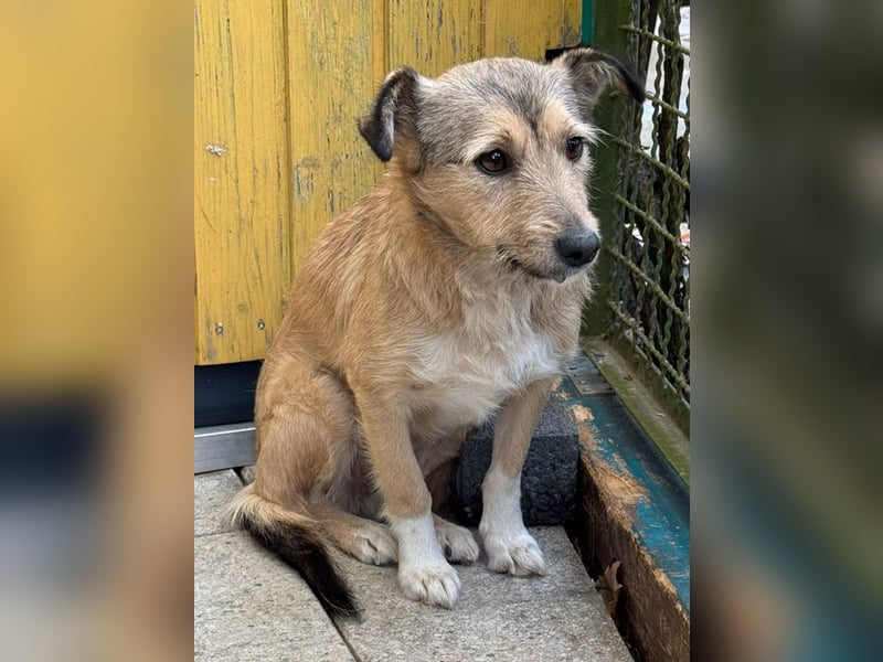 ♥PEPPI♥ neu auf Pflegestelle in Köln - niedliche, zarte, noch unsichere kleine Maus 37cm