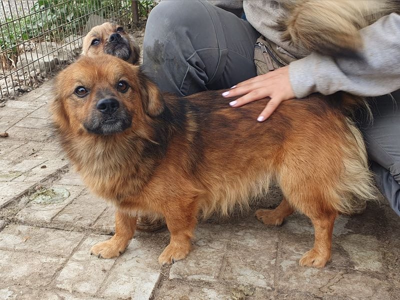 ♥BARLEY♥ neu auf Pflegestelle bei Köln - zuckersüßer, verschmuster, anhänglicher Schatz 33 cm