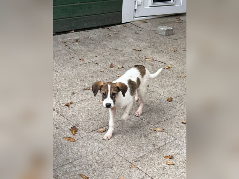 ♥JONNY♥ neu auf Pflegestelle bei Köln - bezaubernder, sehr lieber kleiner Hundemann 38 cm ♥JONNY♥ neu auf Pflegestelle bei Köln - bezaubernder, sehr lieber kleiner Hundemann 38 cm