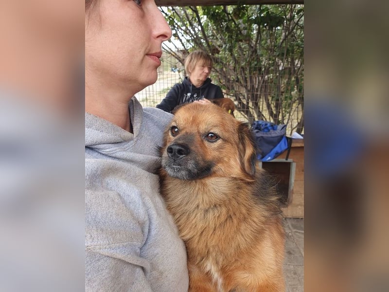 ♥BARLEY♥ neu auf Pflegestelle bei Köln - zuckersüßer, verschmuster, anhänglicher Schatz 33 cm