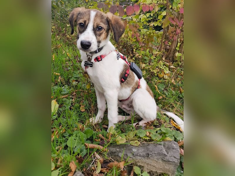 ♥JONNY♥ neu auf Pflegestelle bei Köln - bezaubernder, sehr lieber kleiner Hundemann 38 cm ♥JONNY♥ neu auf Pflegestelle bei Köln - bezaubernder, sehr lieber kleiner Hundemann 38 cm