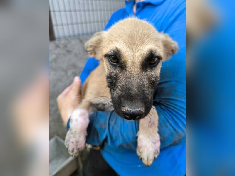 ♥GEORG♥ zuckersüßer, verspielter Hundebub, dem der Tierheimstress sehr zusetzt 25-30 cm (wachsend)