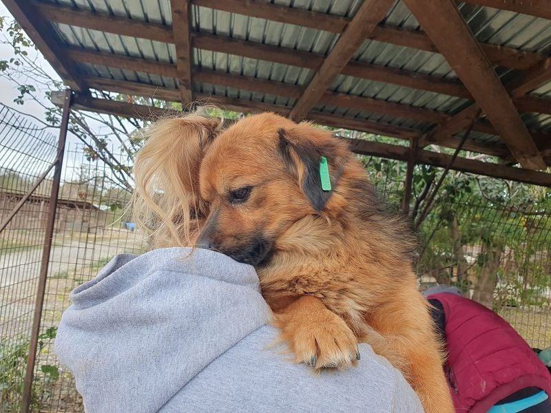 ♥BARLEY♥ neu auf Pflegestelle bei Köln - zuckersüßer, verschmuster, anhänglicher Schatz 33 cm