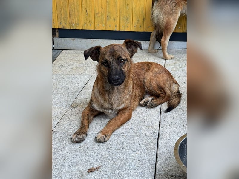 ♥PACO♥ neu auf Pflegestelle bei Köln - süßer, verspielter, lieber kleiner Jungrüde 39 cm