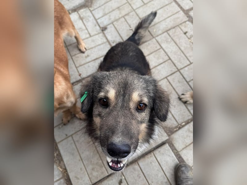 ♥TWIX♥ zuckersüßer, sanfter, charmanter, verspielter Gute-Laune-Hund 39 cm ♥TWIX♥ zuckersüßer, sanfter, charmanter, verspielter Gute-Laune-Hund 39 cm