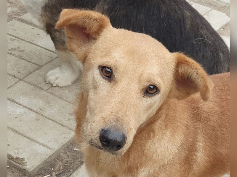 ♥RICHIE♥ fröhlicher, schlauer, kleiner Wirbelwind mit einem riesigen Herzen 36 cm