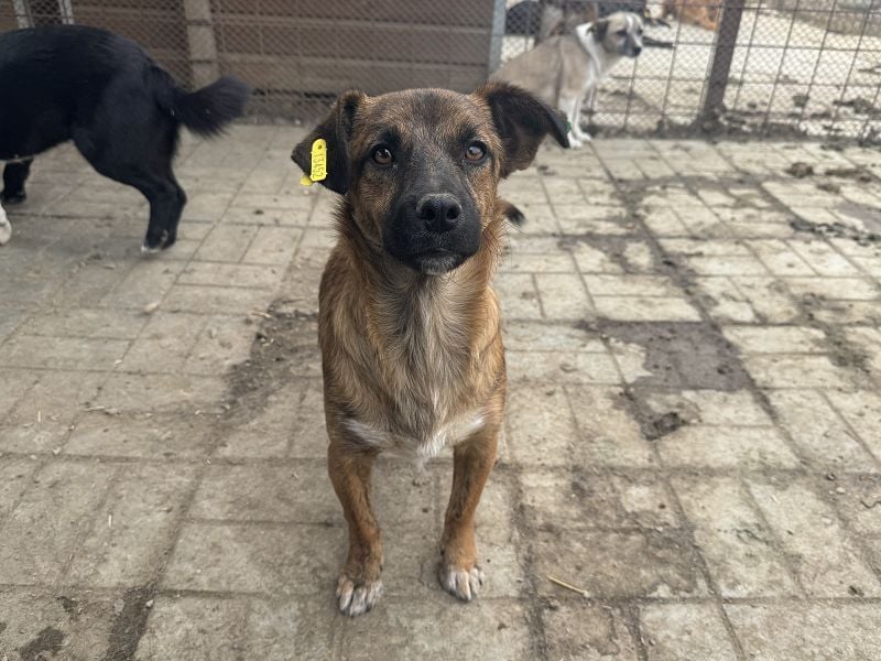 ♥PACO♥ neu auf Pflegestelle bei Köln - süßer, aufgeschlossener kleiner Jungrüde 39 cm