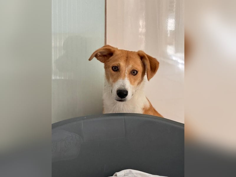 ♥JIMMY♥ auf Pflegestelle bei Duisburg - bezaubernder, verschmuster Junior 39 cm