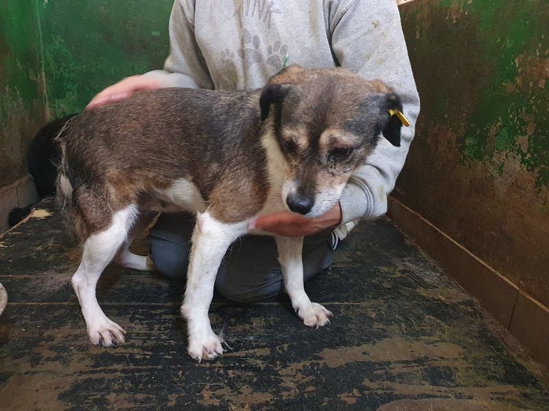 ♥KAYA♥ zarte, kleine,ruhige ältere Hundedame,die von ihrem Besitzer im Tierheim abgegeben wurde 39cm