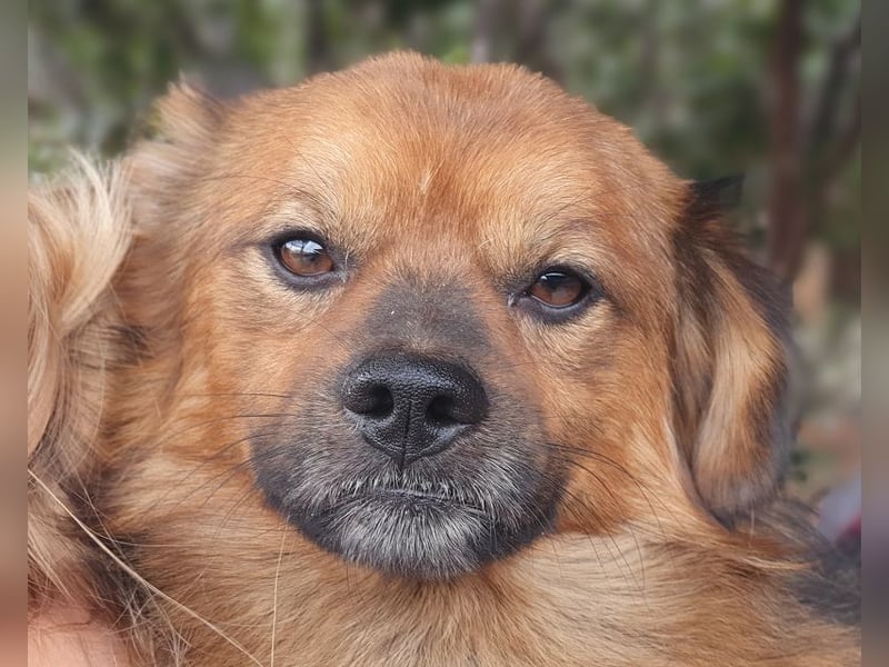 ♥BARLEY♥ neu auf Pflegestelle bei Köln - zuckersüßer, verschmuster, anhänglicher Schatz 33 cm