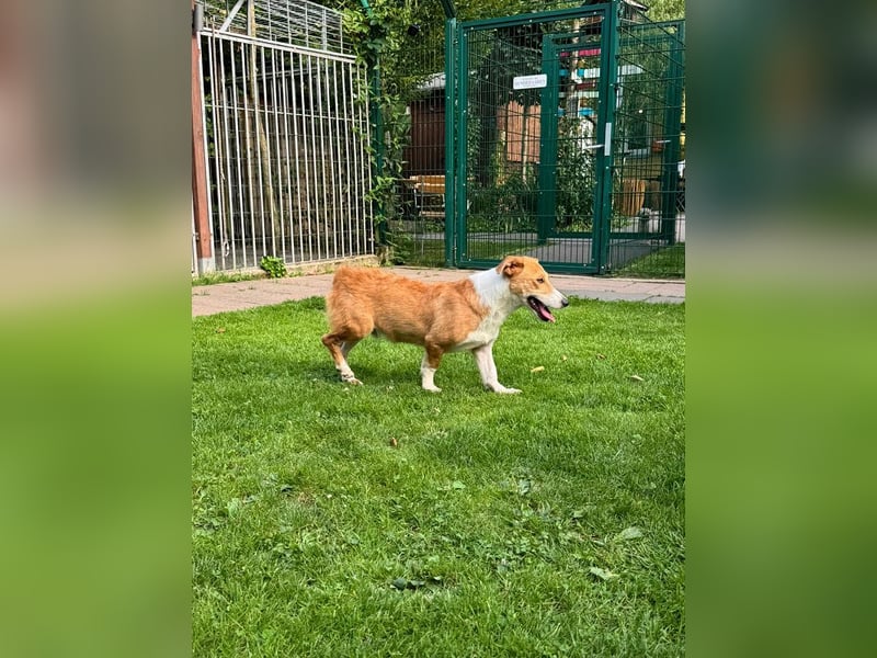 ♥JIMMY♥ auf Pflegestelle bei Duisburg - bezaubernder, verschmuster Junior 39 cm