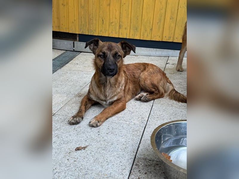 ♥PACO♥ neu auf Pflegestelle bei Köln - süßer, verspielter, lieber kleiner Jungrüde 39 cm
