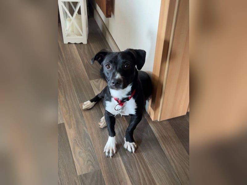 ♥LUISA♥ verliert ihr Zuhause bei Osnabrück - zuckersüßer verspielter Schatz 34 cm