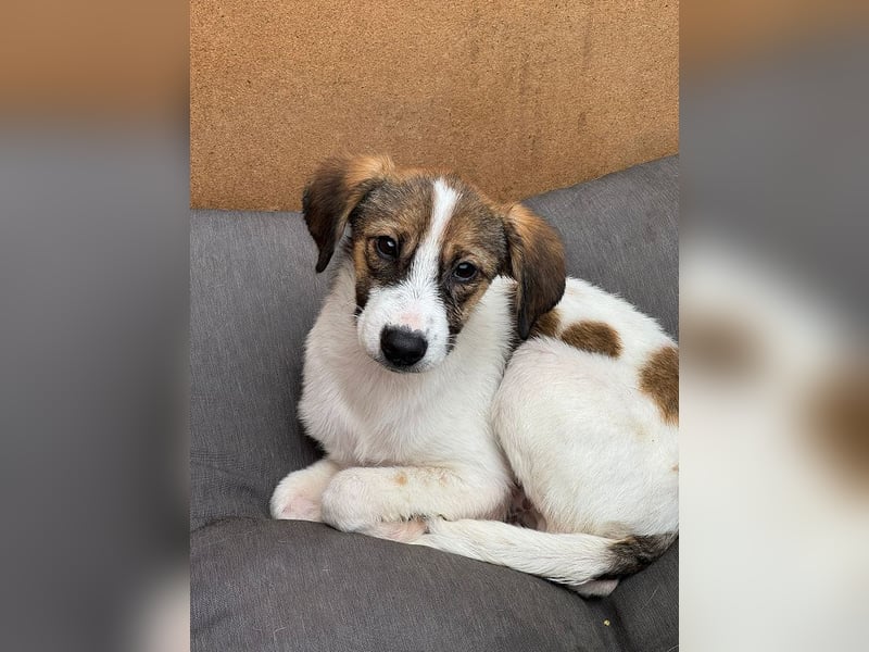 ♥JONNY♥ neu auf Pflegestelle bei Köln - bezaubernder, sehr lieber kleiner Hundemann 38 cm ♥JONNY♥ neu auf Pflegestelle bei Köln - bezaubernder, sehr lieber kleiner Hundemann 38 cm