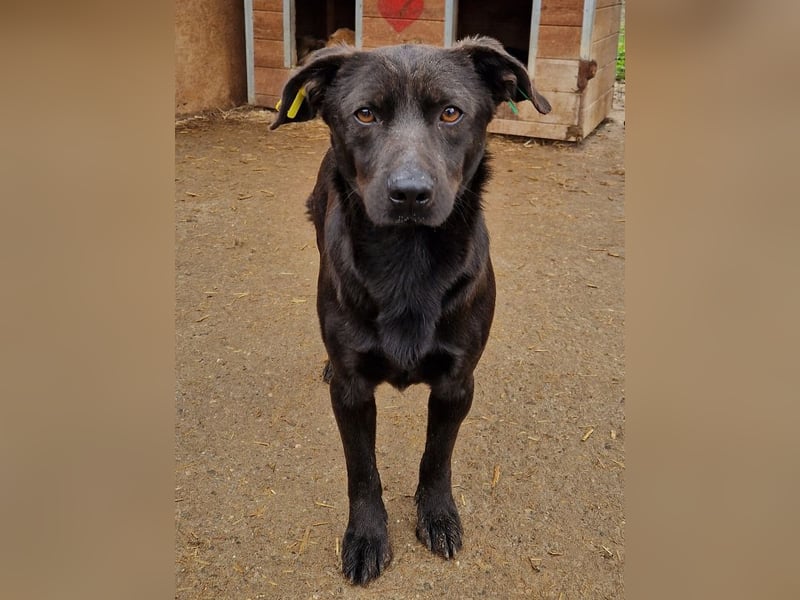♥THEO♥ hübscher, ganz lieber kleiner Rüde, der lieber helle Fellfarbe hätte 38 cm
