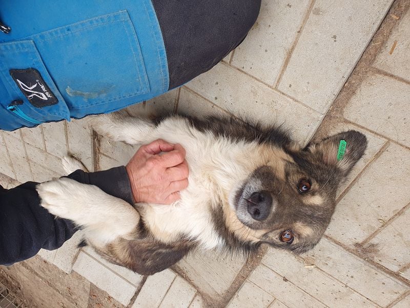 ♥TWIX♥ zuckersüßer, sanfter, charmanter, verspielter Gute-Laune-Hund 39 cm ♥TWIX♥ zuckersüßer, sanfter, charmanter, verspielter Gute-Laune-Hund 39 cm