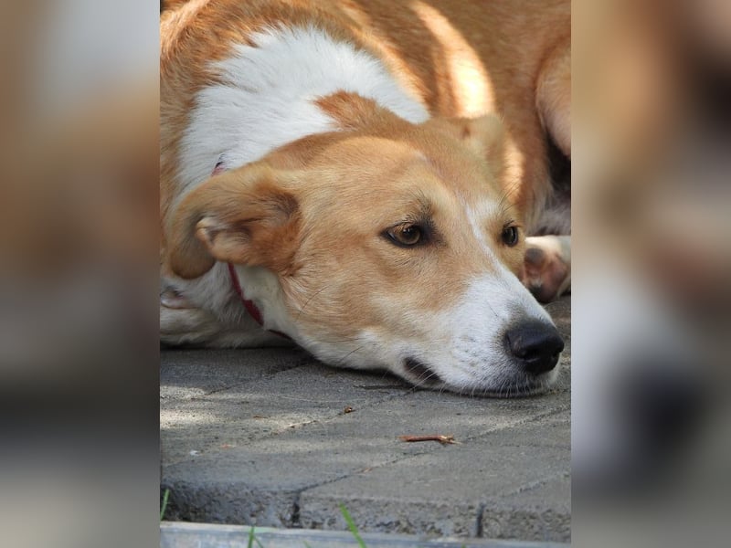 ♥JIMMY♥ auf Pflegestelle bei Duisburg - bezaubernder, verschmuster Junior 39 cm