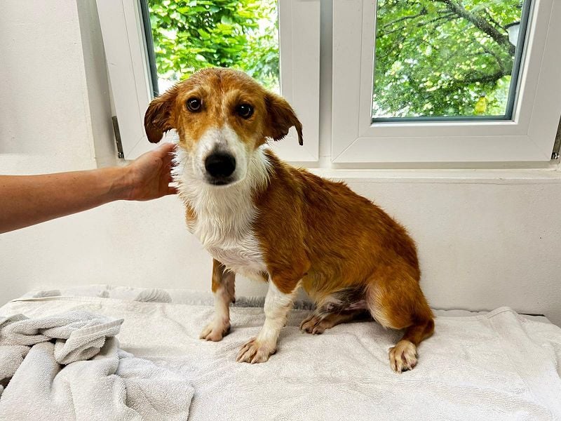 ♥JIMMY♥ auf Pflegestelle bei Duisburg - bezaubernder, verschmuster Junior 39 cm