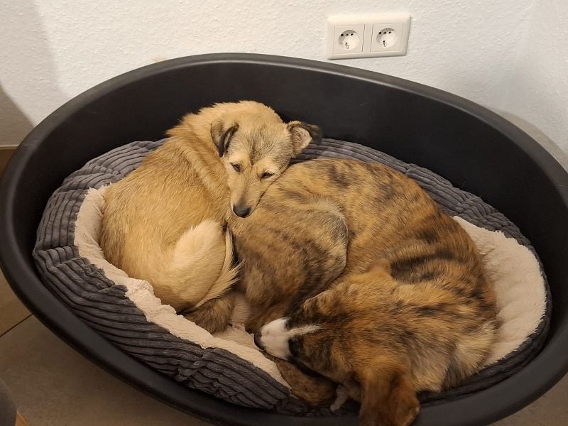 ♥PEPPI♥ neu auf Pflegestelle in Köln - niedliche, zarte, noch unsichere kleine Maus 37cm