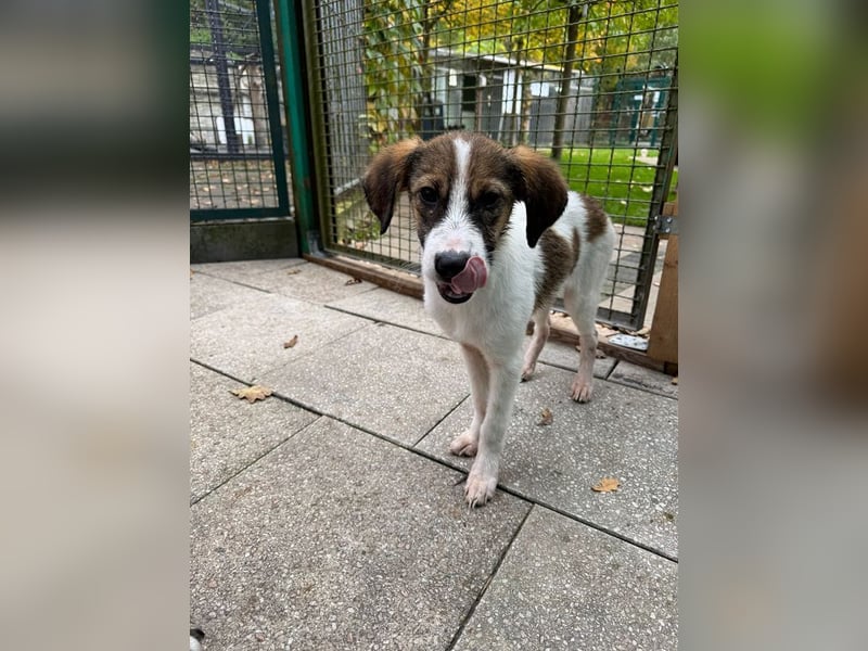 ♥JONNY♥ neu auf Pflegestelle bei Köln - bezaubernder, sehr lieber kleiner Hundemann 38 cm ♥JONNY♥ neu auf Pflegestelle bei Köln - bezaubernder, sehr lieber kleiner Hundemann 38 cm