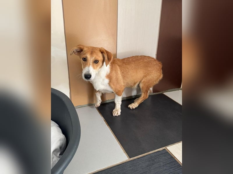 ♥JIMMY♥ auf Pflegestelle bei Duisburg - bezaubernder, verschmuster Junior 39 cm