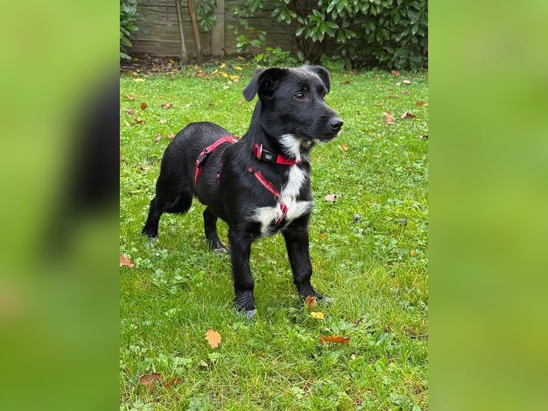 ♥PÜPPI♥ auf Pflegestelle bei Duisburg - verspielte, sanfte Schönheit 32 cm (wachsend)