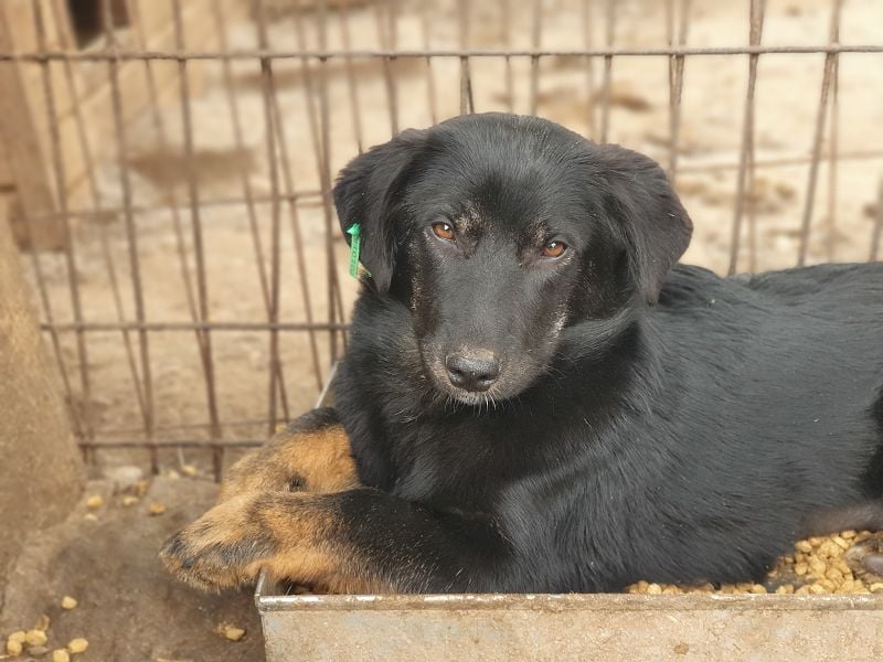 ♥MARIA♥ wunderbare, ausgeglichene, eher ruhige kleinere Junghündin 39 cm