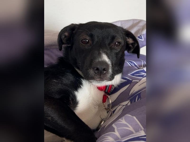 ♥LUISA♥ verliert ihr Zuhause bei Osnabrück - zuckersüßer verspielter Schatz 34 cm