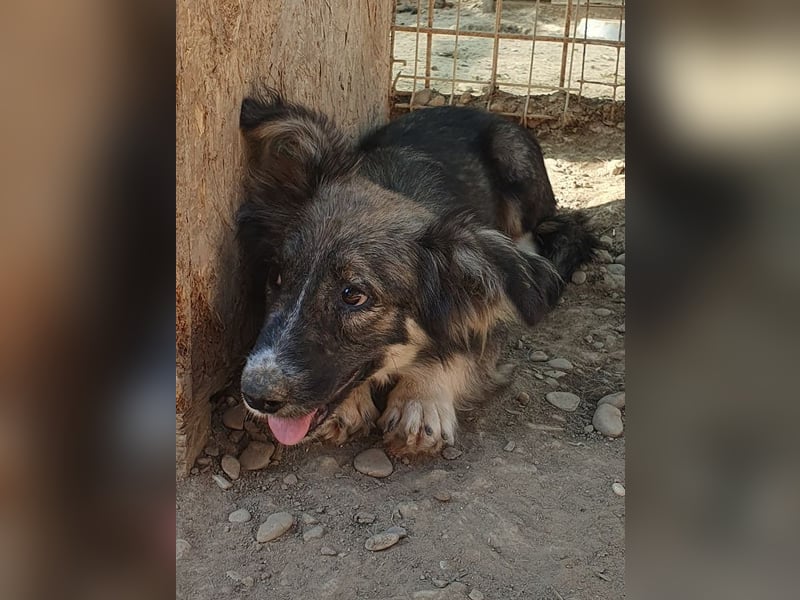 ♥RUDI♥ wunderschöner, süßer, noch vorsichtiger kleiner Junghund 35 cm