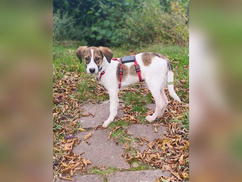 ♥JONNY♥ neu auf Pflegestelle bei Köln - bezaubernder, sehr lieber kleiner Hundemann 38 cm ♥JONNY♥ neu auf Pflegestelle bei Köln - bezaubernder, sehr lieber kleiner Hundemann 38 cm
