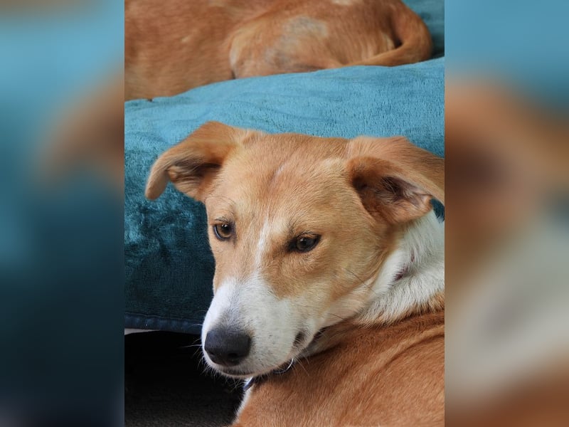 ♥JIMMY♥ auf Pflegestelle bei Duisburg - bezaubernder, verschmuster Junior 39 cm