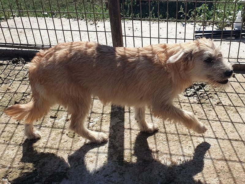 ♥BUFFY♥ zuckersüße, strubbelige Juniorin, die vom Tierheimstress überfordert ist 39 cm (wachsend)