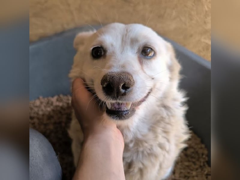 ♥SMEILIE♥ zierliche, ganz liebe kleine Hündin, die ganz neu im Tierheim gelandet ist 35 cm