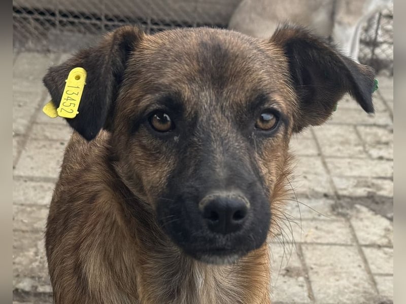 ♥PACO♥ ab 18. Okt auf Pflegestelle bei Köln - süßer, aufgeschlossener kleiner Jungrüde 36cm