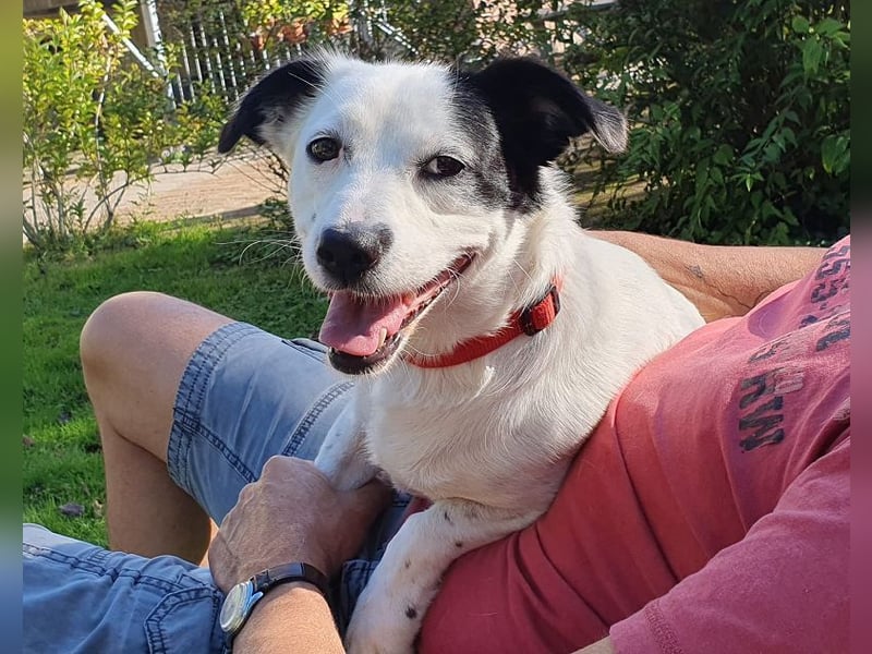 ♥SUNNY♥ auf Pflegestelle bei Leverkusen - niedliche, verschmuste, fröhliche kleine Zuckermaus 34cm