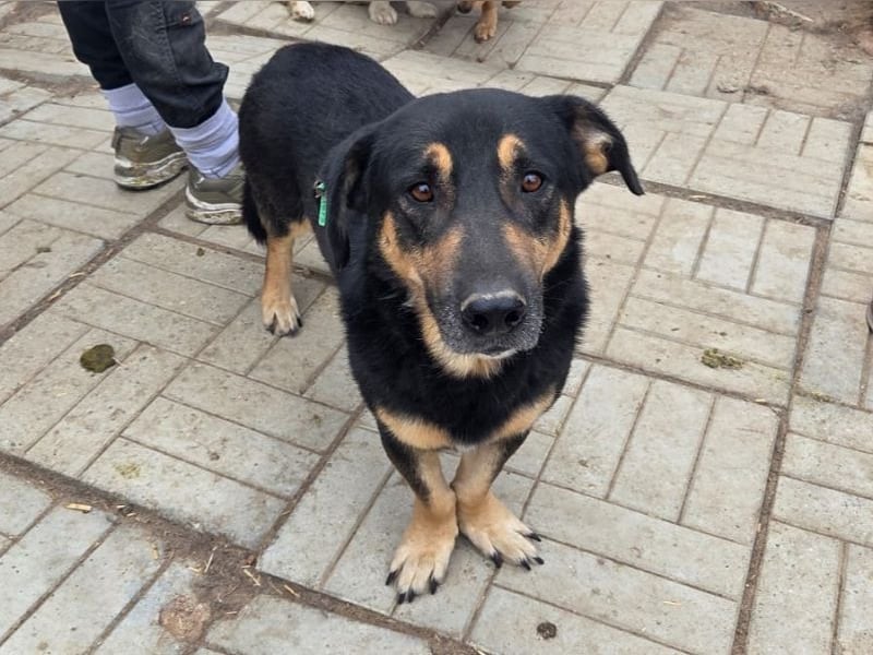 ♥PAULE♥ hübscher, charmanter, verschmuster, offener und selbstbewusster kleiner Rüde 38 cm