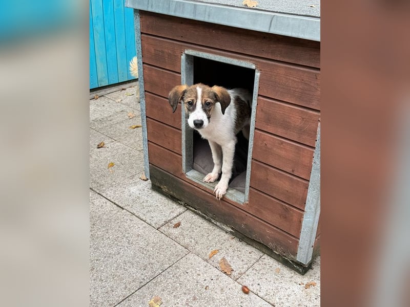 ♥JONNY♥ neu auf Pflegestelle bei Köln - bezaubernder, sehr lieber kleiner Hundemann 38 cm ♥JONNY♥ neu auf Pflegestelle bei Köln - bezaubernder, sehr lieber kleiner Hundemann 38 cm