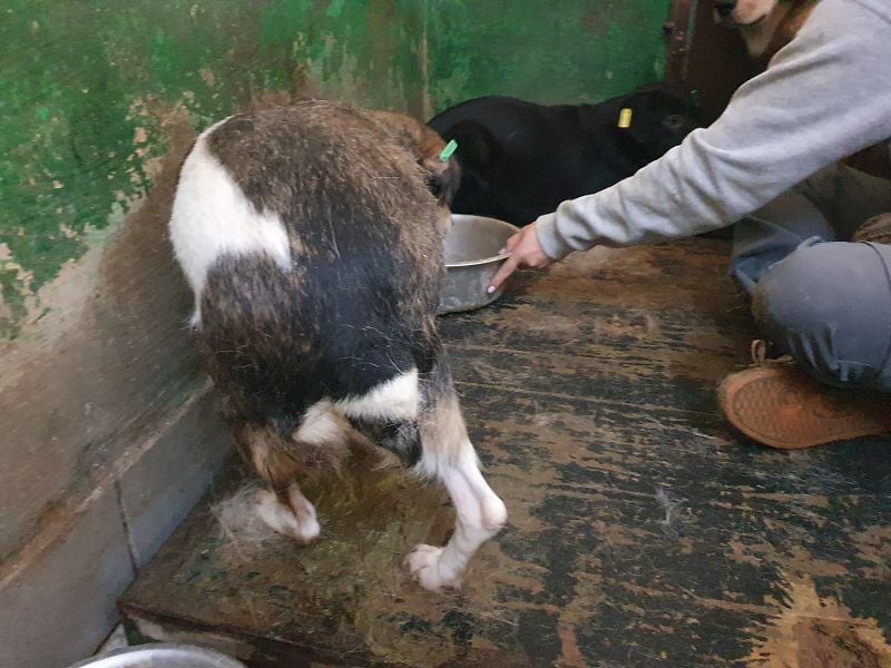 ♥KAYA♥ zarte, kleine,ruhige ältere Hundedame,die von ihrem Besitzer im Tierheim abgegeben wurde 39cm