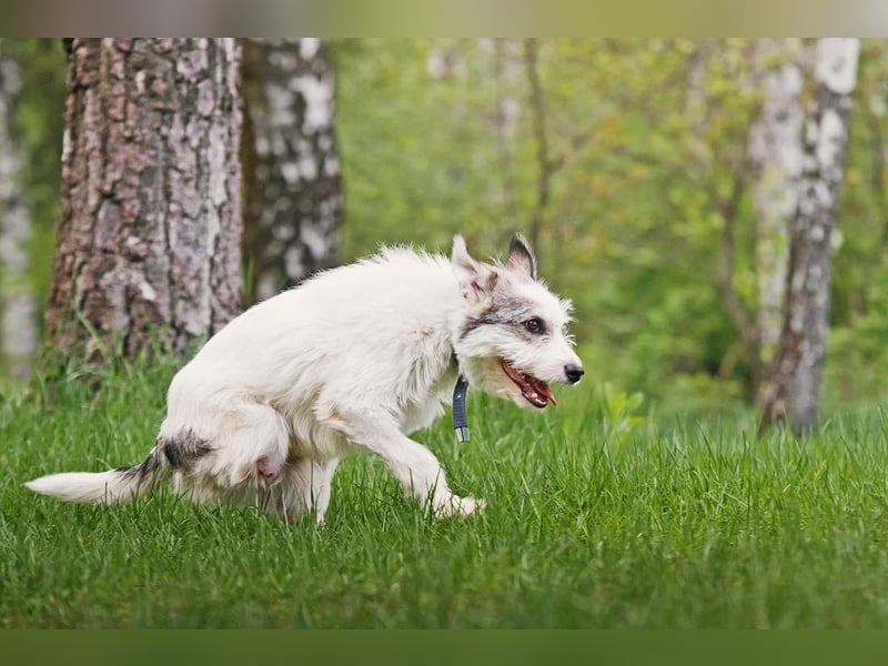 Tobby ❤️ kleiner Kämpfer mit großem Herz