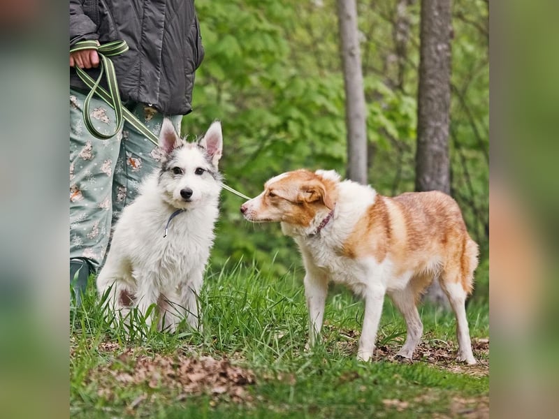 Tobby ❤️ kleiner Kämpfer mit großem Herz