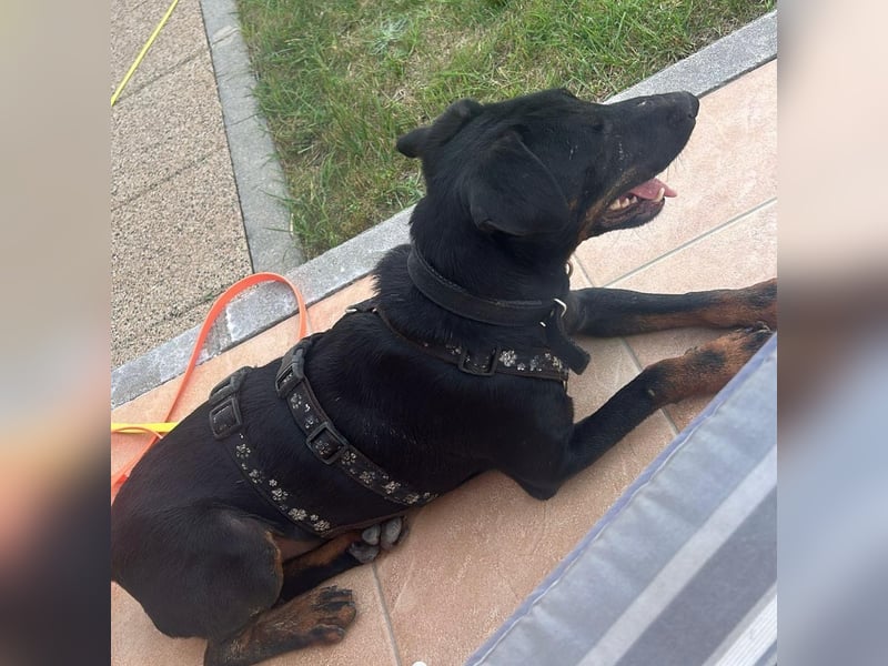 Sully sucht sein Forever Home ❤️